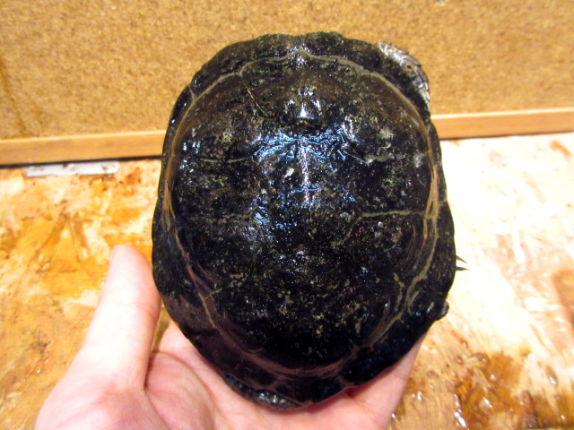 ブチイシガメ(4)