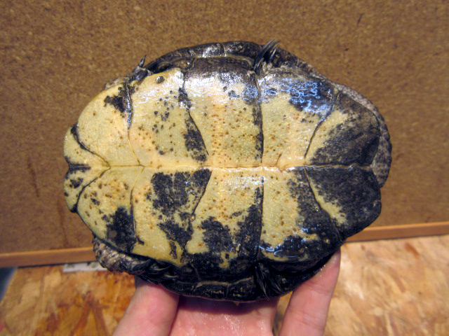 ブチイシガメ(5)