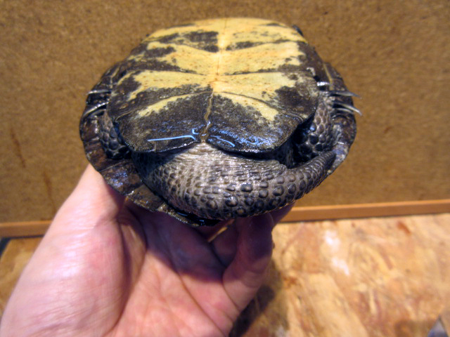 ブチイシガメ(6)