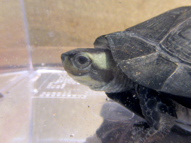 トラバンコアヤマガメ(6)
