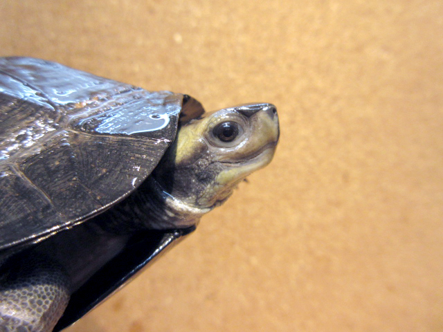 トラバンコアヤマガメ(7)