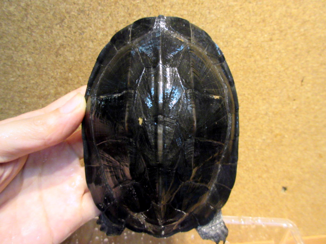 トラバンコアヤマガメ(5)