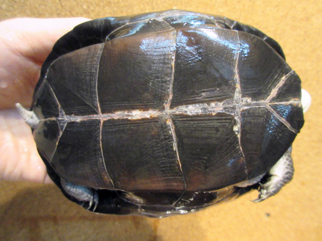 トラバンコアヤマガメ(8)