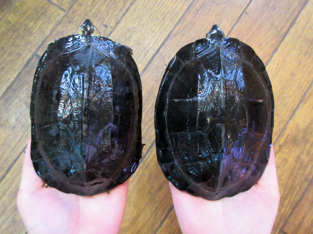 トラバンコアヤマガメ(9)