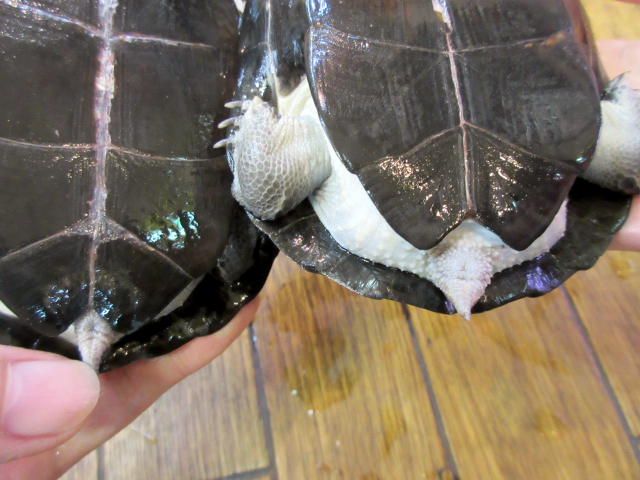 トラバンコアヤマガメ(10)