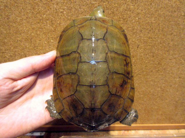 ミナミイシガメ(5)