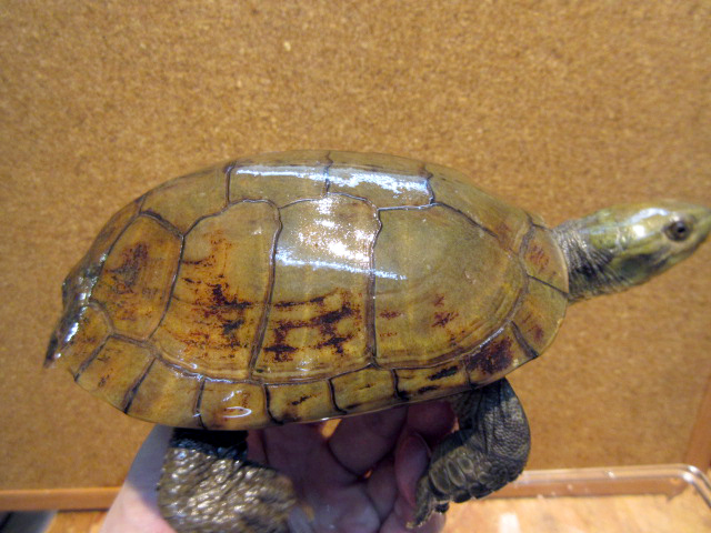 ミナミイシガメ(6)