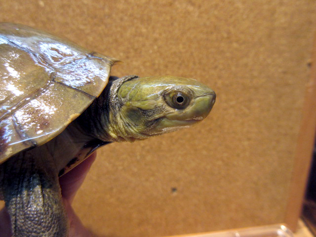 ミナミイシガメ(7)