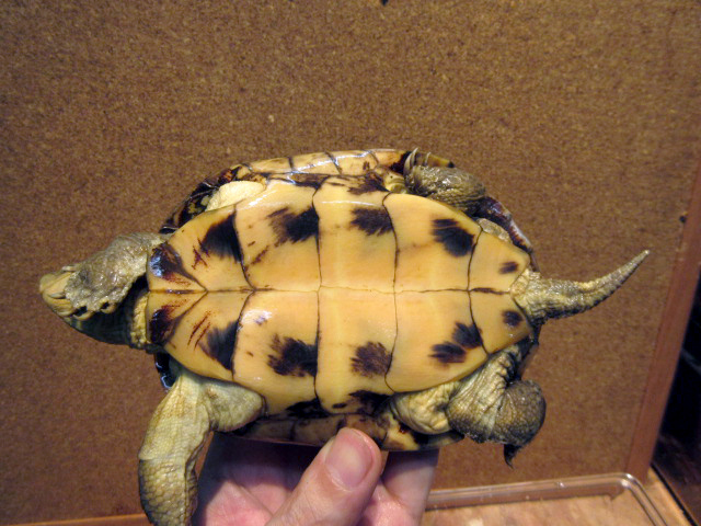 ミナミイシガメ(8)