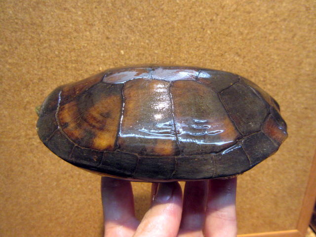 ミナミイシガメ(9)