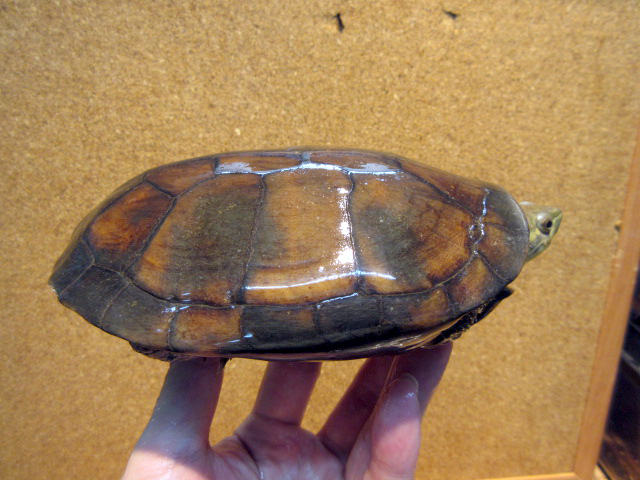 ミナミイシガメ(10)