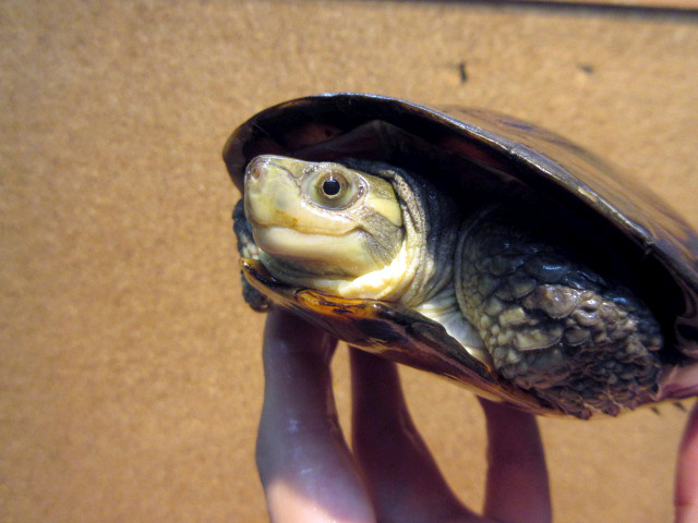 ミナミイシガメ(11)