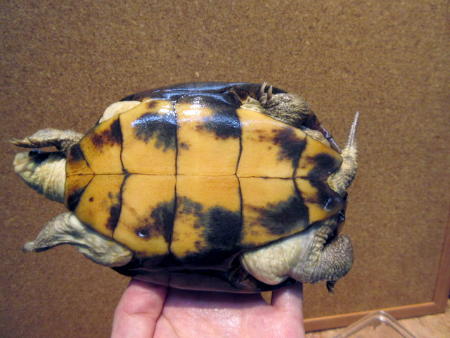 ミナミイシガメ(12)