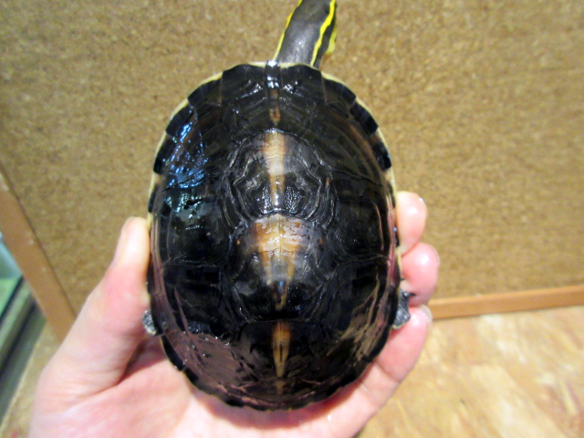 ビルマハコガメ(1)