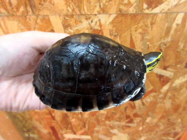 ビルマハコガメ(2)