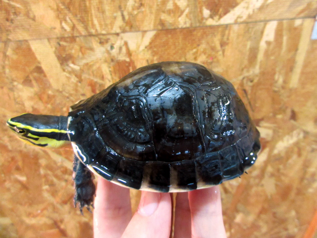 ビルマハコガメ(3)