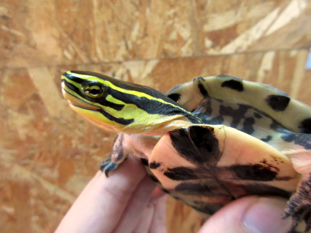 ビルマハコガメ(4)