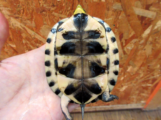 ビルマハコガメ(6)