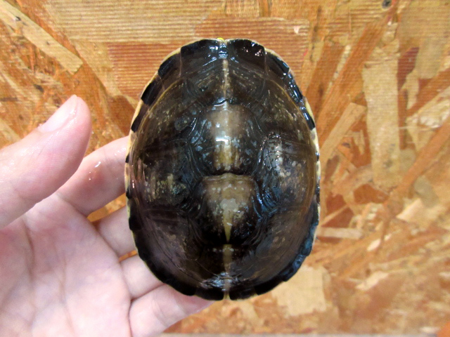 ビルマハコガメ(7)