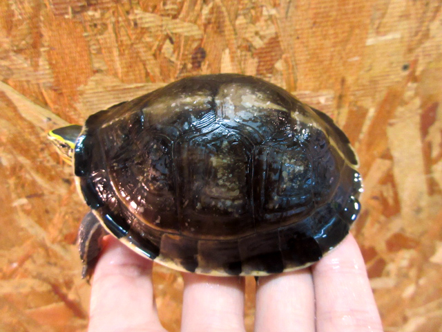 ビルマハコガメ(8)