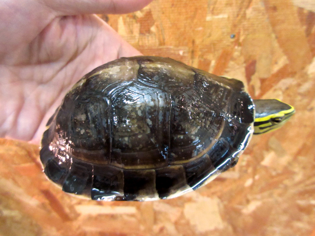 ビルマハコガメ(9)