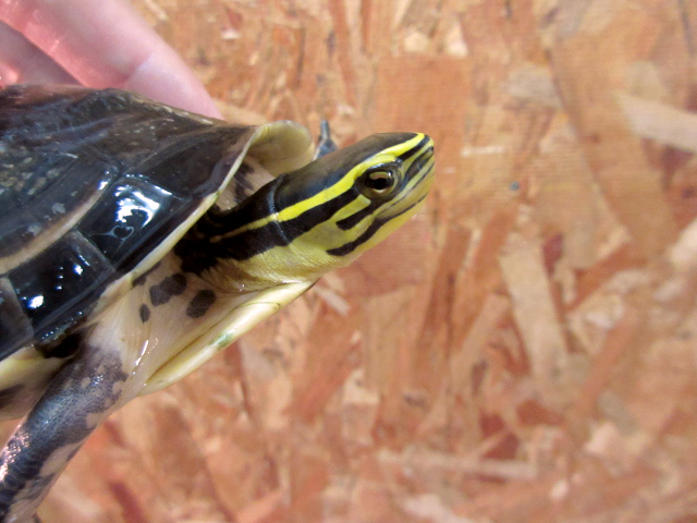 ビルマハコガメ(10)