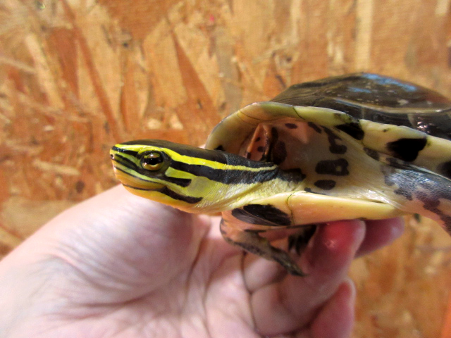 ビルマハコガメ(11)