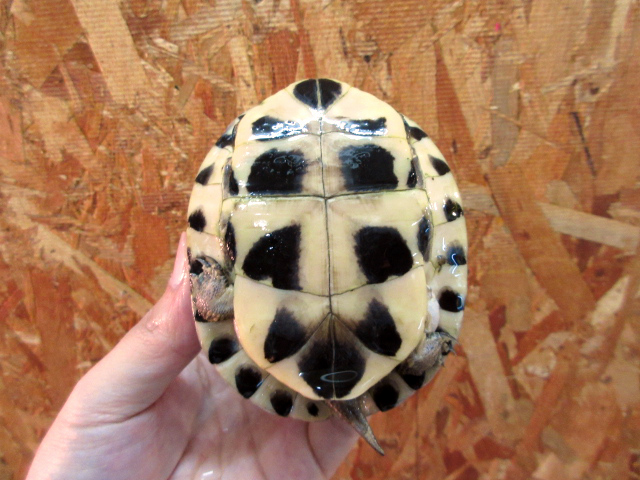 ビルマハコガメ(12)