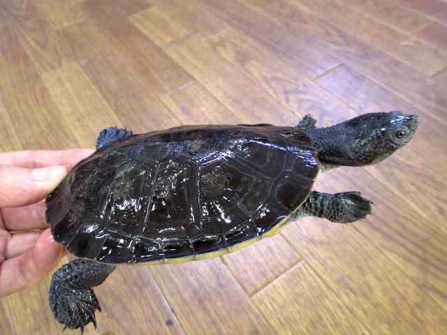 ヒメカエルガメ