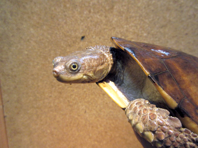 トゲモモヘビクビガメ(10)