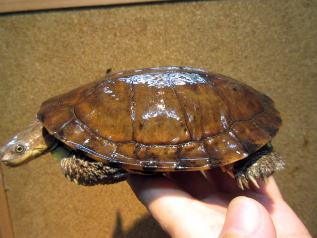 トゲモモヘビクビガメ(11)