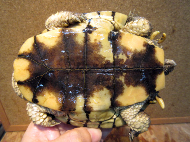 トゲモモヘビクビガメ(12)