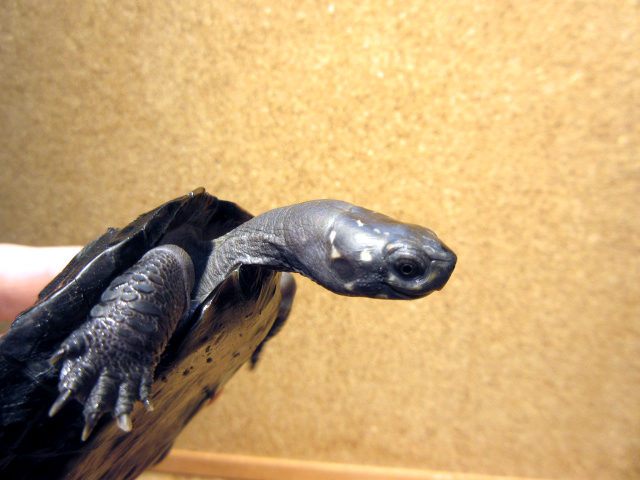 セイロンヤマガメ(6)