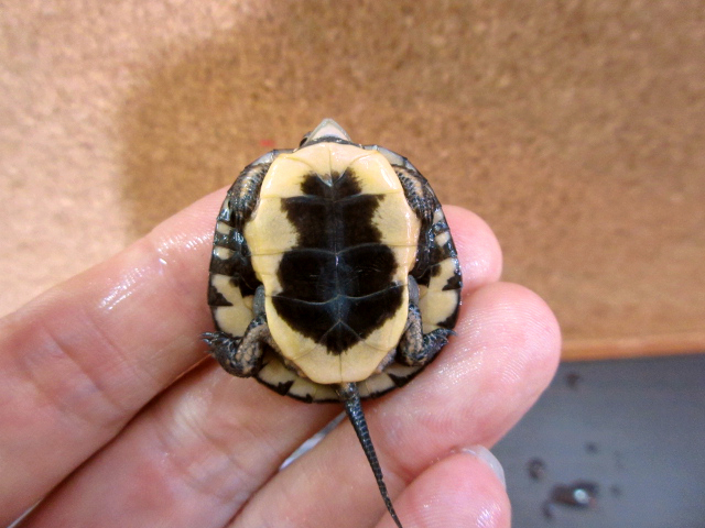 キボシイシガメ(8)