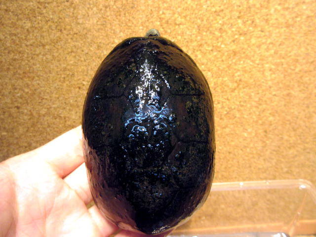 ペンシルバニアドロガメ(8)