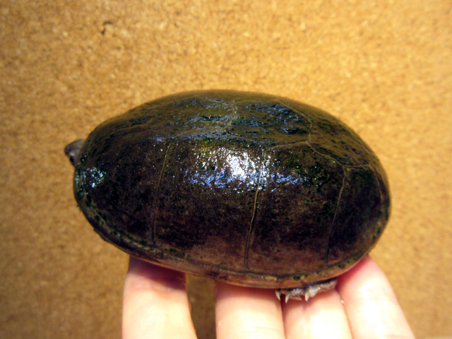 ペンシルバニアドロガメ(10)