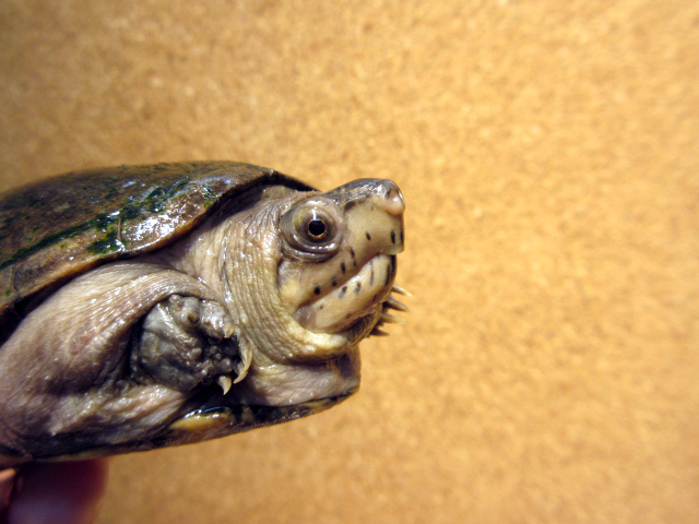 ペンシルバニアドロガメ(11)