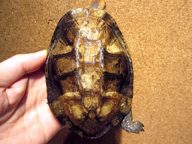 ズアカヒラタヘビクビガメ(9)
