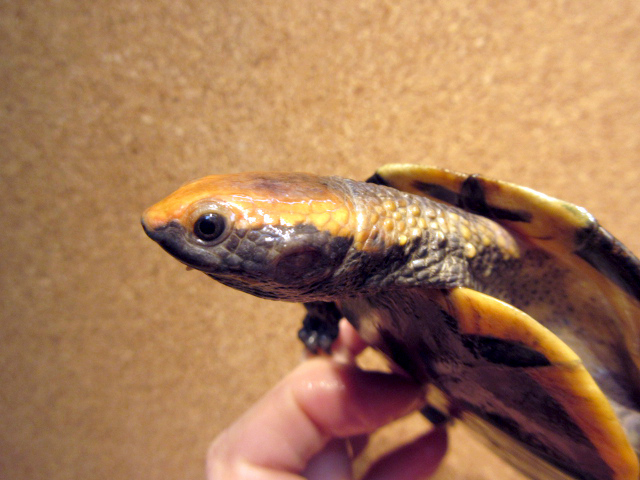 ズアカヒラタヘビクビガメ(11)