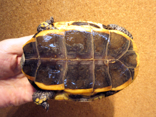 ズアカヒラタヘビクビガメ(12)
