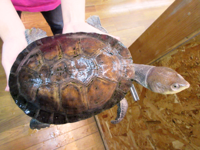 ナスタカエルガメ(9)