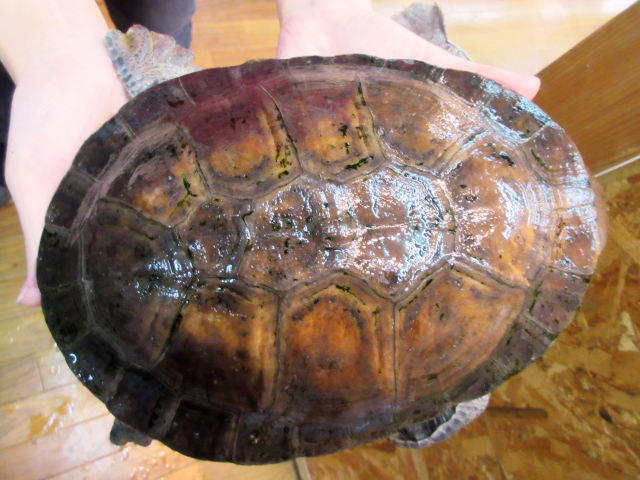 ナスタカエルガメ(10)