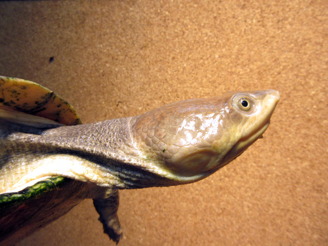 ナスタカエルガメ(11)