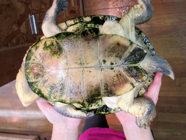 ナスタカエルガメ(12)