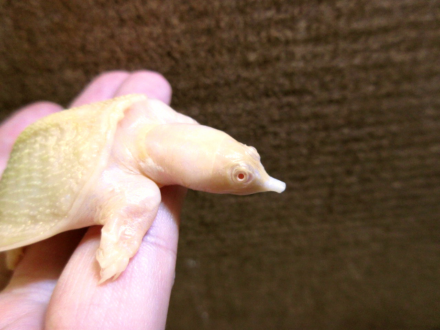 シナスッポン(12)