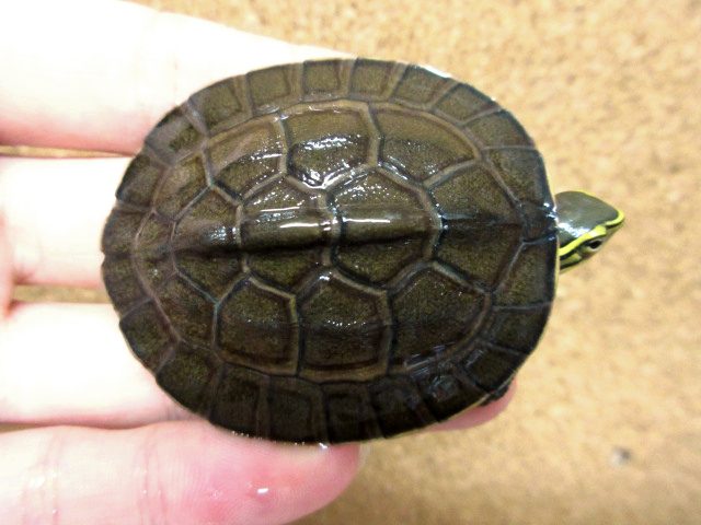 アンボイナハコガメ