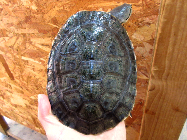 ヒラリーカエルガメ