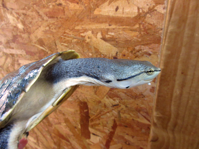 ヒラリーカエルガメ(3)