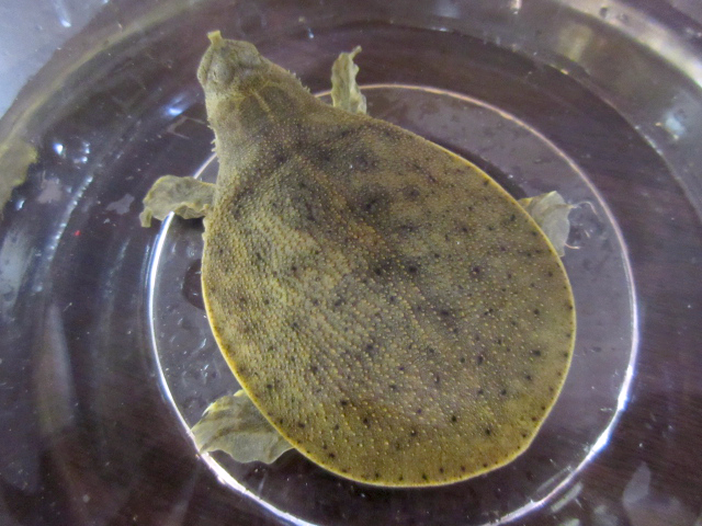 ハナマルスッポン(9)