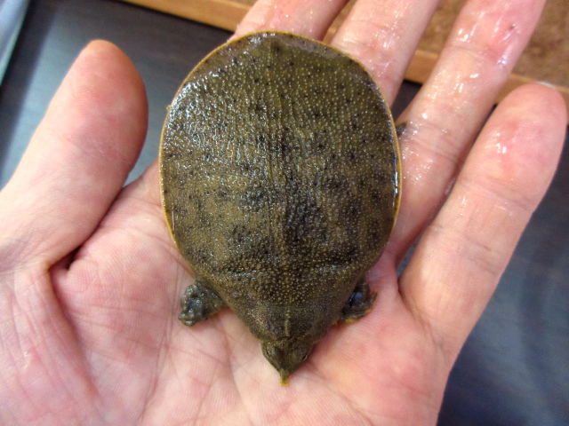 ハナマルスッポン(10)